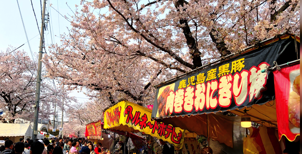 Cherry Blossom in Gojo River. Sakura season in Gojo River, Iwakura, Aichi, Japan