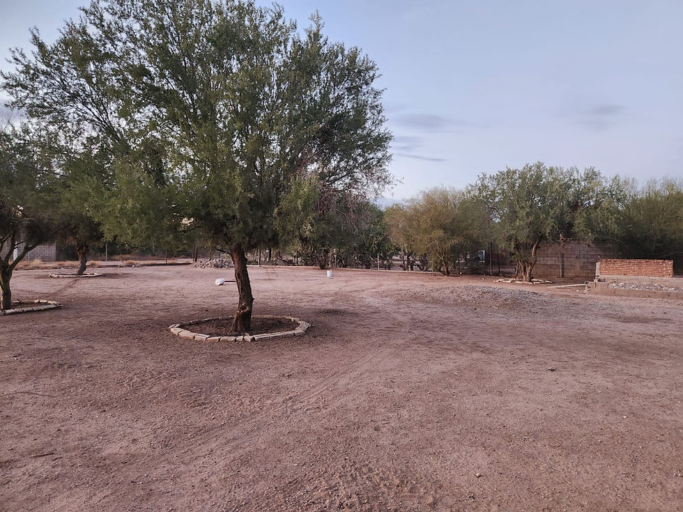 Miniatura: Real Del Alamito