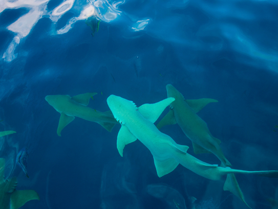 One of the World’s Rarest Sharks Spotted Again in San Blas
