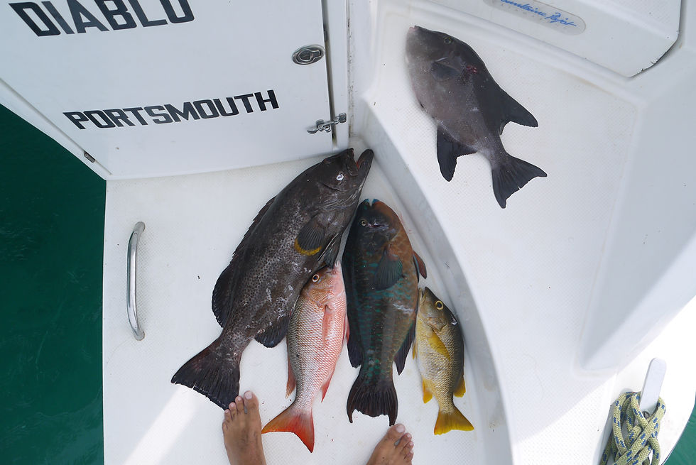 Catch of the day on board the Mambo Diablo Salina 48 catamaran