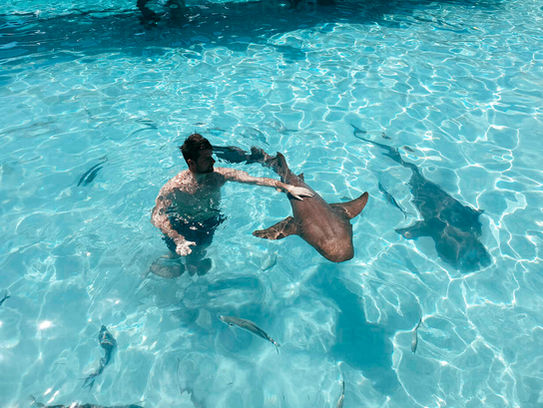 Rare albino nurse shark swimming in the clear waters of San Blas, Guna Yala