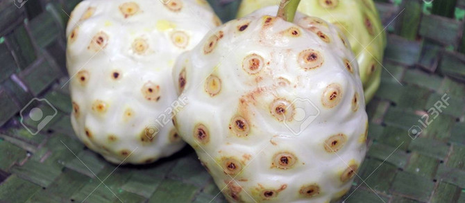 Noni, the Magical Fruit of the San Blas Islands
