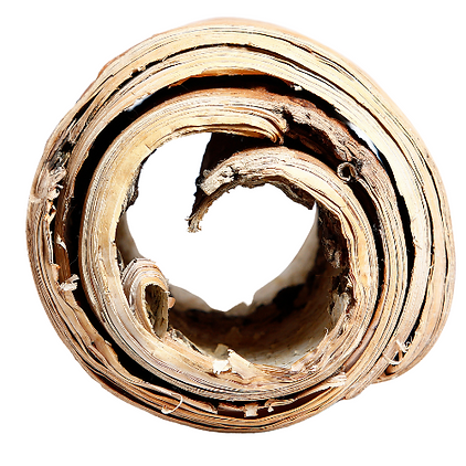Birch Bark scroll