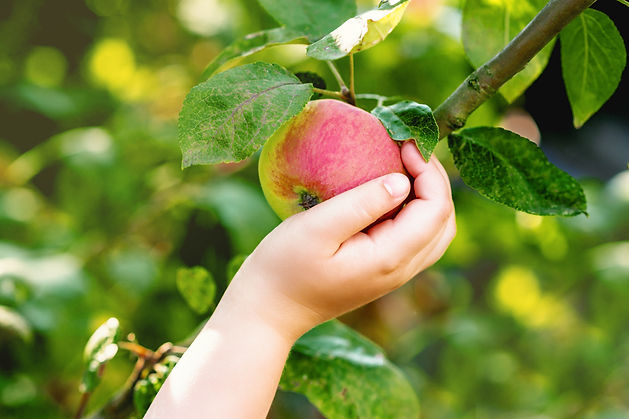 Red ripe apple on an apple tree branch and hand of child touching it in the garden. Apples