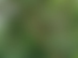 Vendredi 25 juin : sortie au zoo de Champrepus