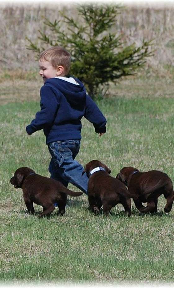 Boy with puppies