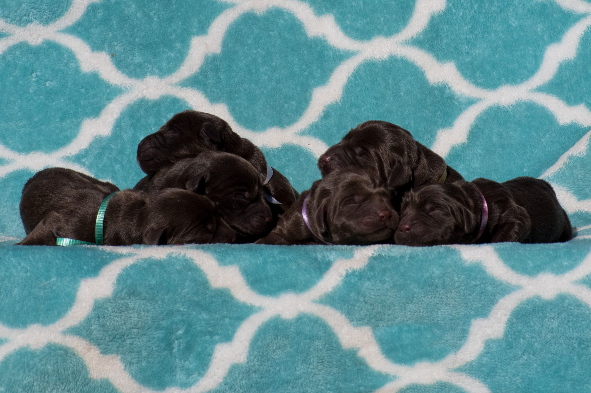 Reserve a Chocolate Male Pup (Upcoming Litter)