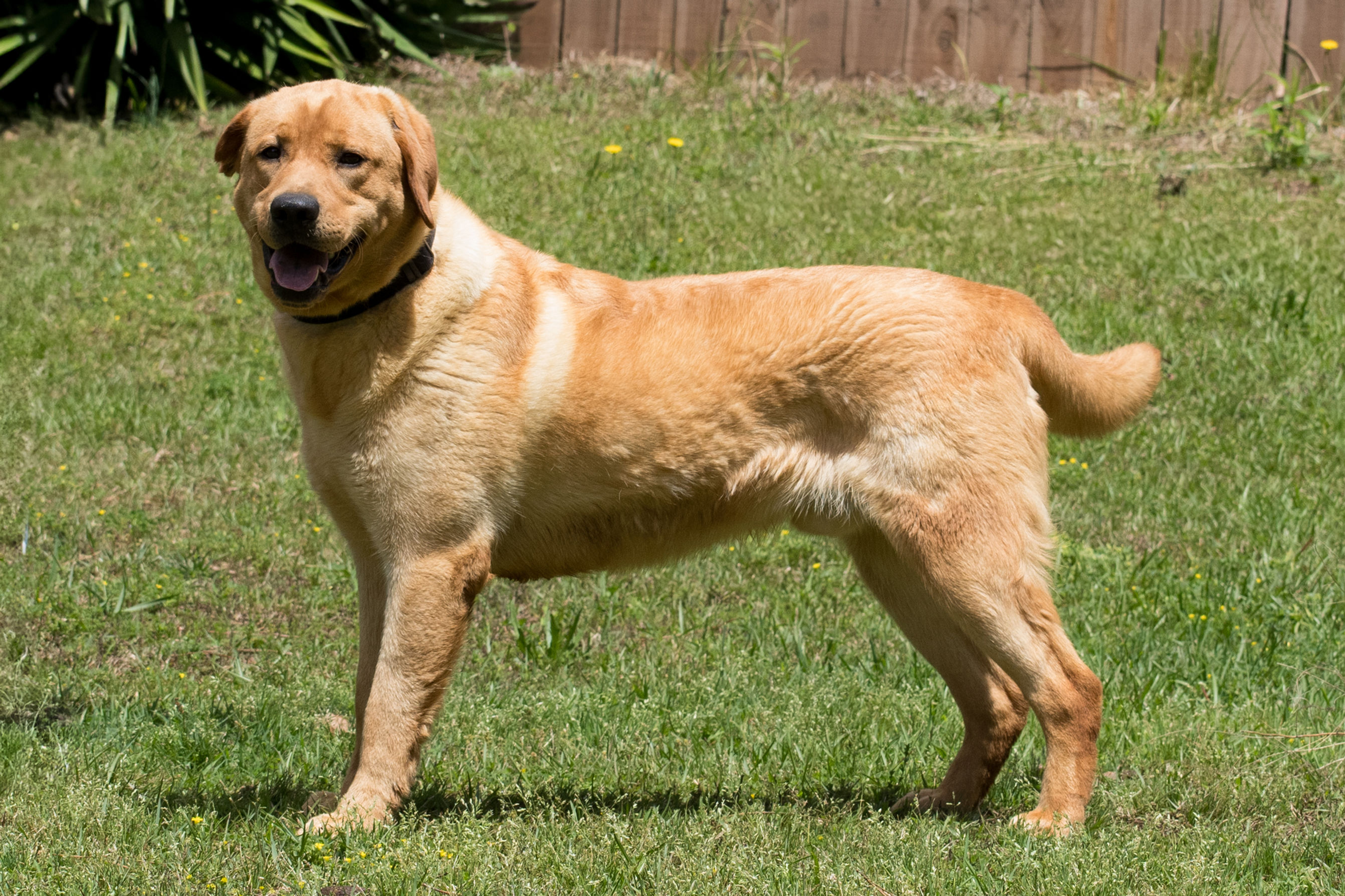 Reserve Phineas (Eva x Chili's 1 Year Old Boy)