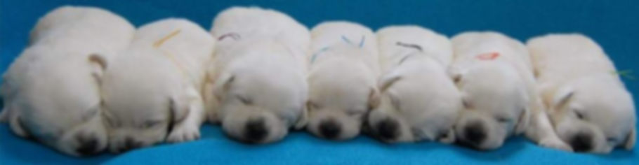 Lab Puppies