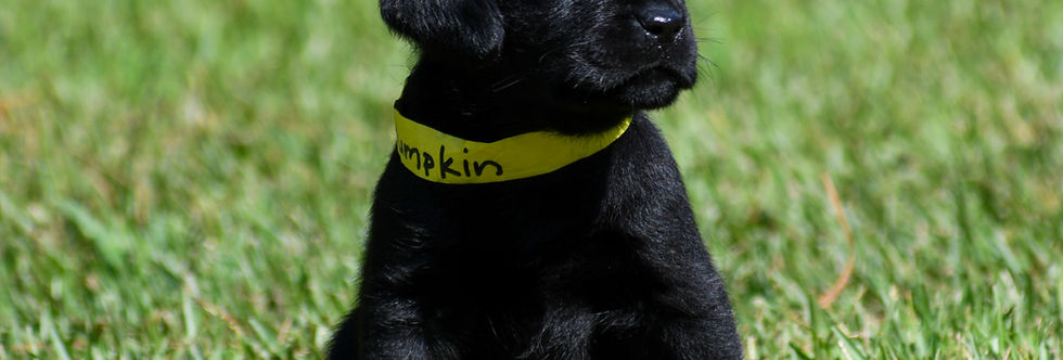 Pumpkin 8.7.23 (3)-2.jpg