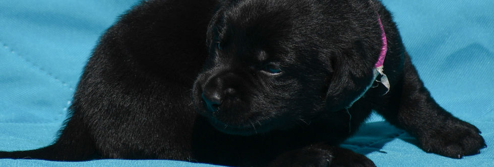 F2 Pink Pretzel 7.26.23 (6)-2.jpg