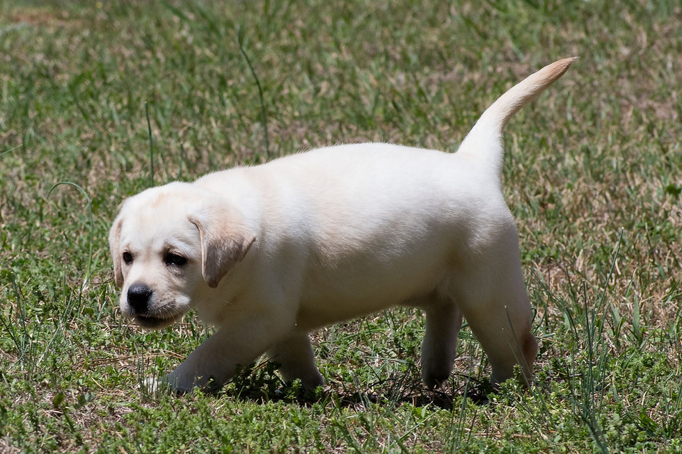 Thumbnail: Reserve Kellie (Kinsey-Rae x  Rip's Girl)