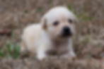Labrador Retriever Breeder photo