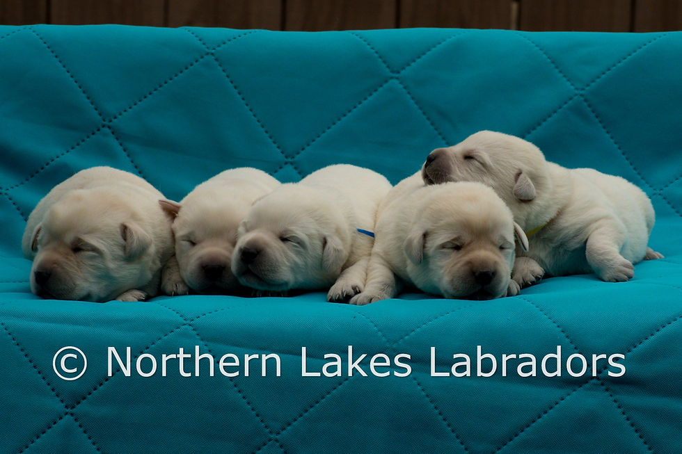 Elsa's Boys 12.8.25 (2)