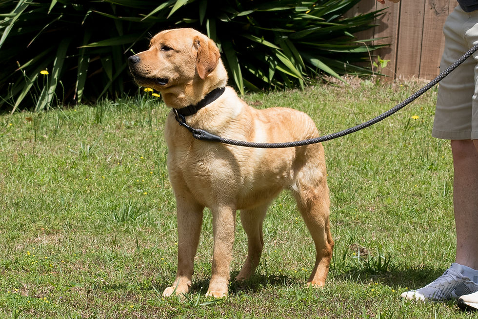 Miniatura: Reserve Phineas (Eva x  Chili's 1 Year Old Boy)