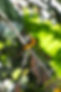 8B1A445E-F8E5-4A76-918B-4FF7574220B9_1_105_c.jpeg