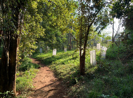 Conservation under curfew