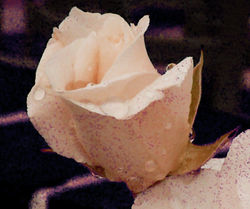 Rose18