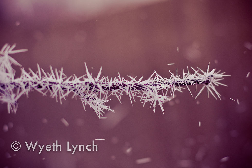Winter's Thorn