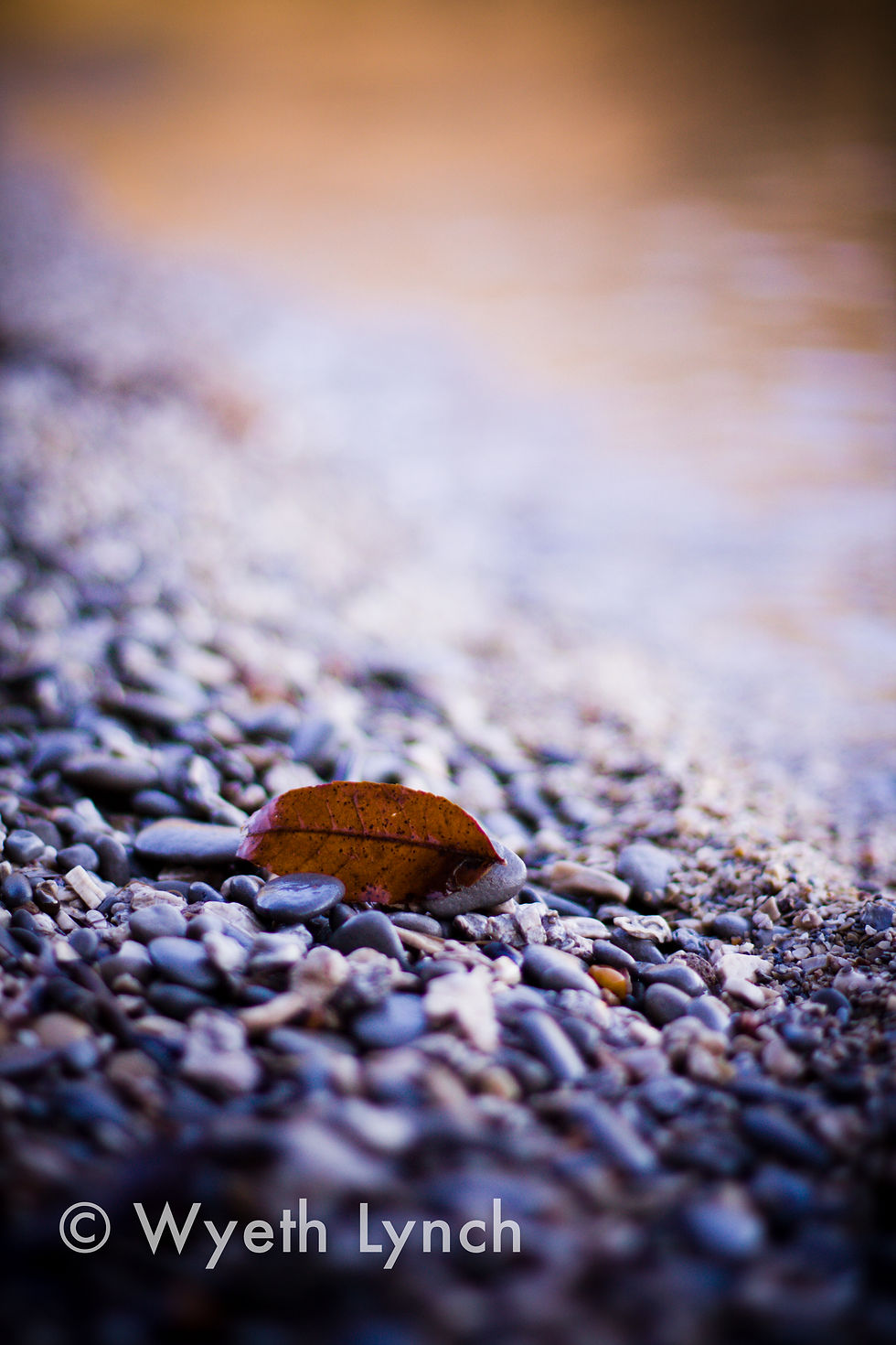 Found Leaf (1)
