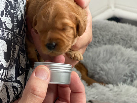 Todays smell is Black Tea 😊