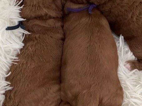 Rosie’s puppies were introduced to some new textures to sleep on today 🥰