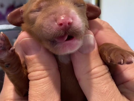 ENS & ESI -Day 13 for Alvey and Day 3 for Bella’s puppies.