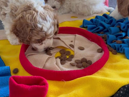 Snuffle mat fun! They are loving their Petzyo. Our discount code is HARLEY20