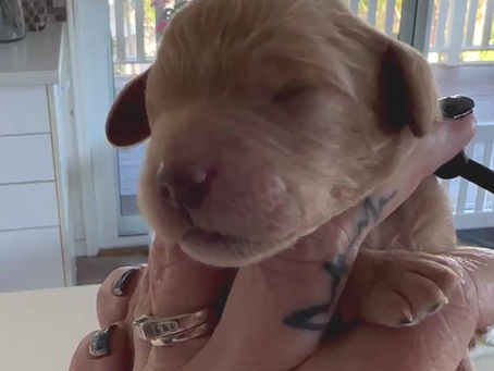 Pupdate on Pepper’s Puppies!