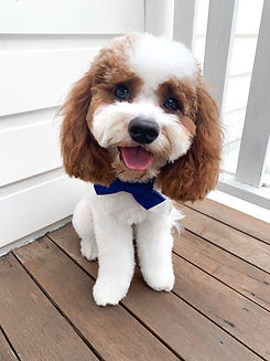 Cavoodle, Cavoodle stud, Theodore stud