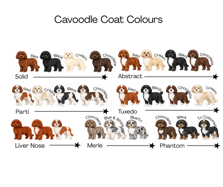 Curious about all the Cavoodle Coat Colours?