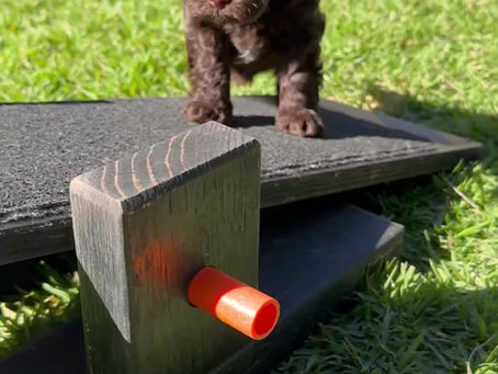 Building Brave Balanced Pups!