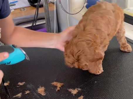 Puppies big day out!