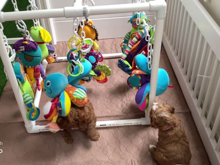 Dad made us a new playgym!