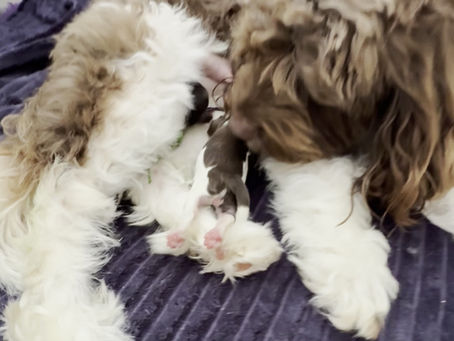 Sundae and her bundles of joy ❤️
