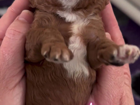 Bella and Romeo’s Coffee litter - ten days old 🥰