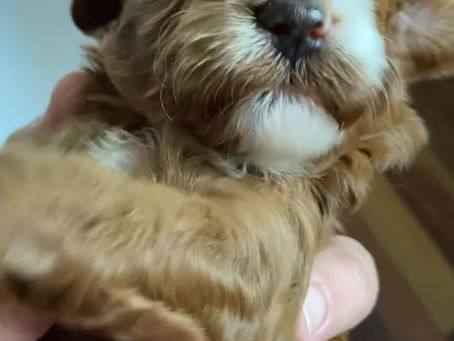 Bella’s pups going through their daily handling exercises 🥰