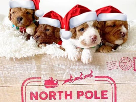 Our first (of many) Christmas photo shoots!