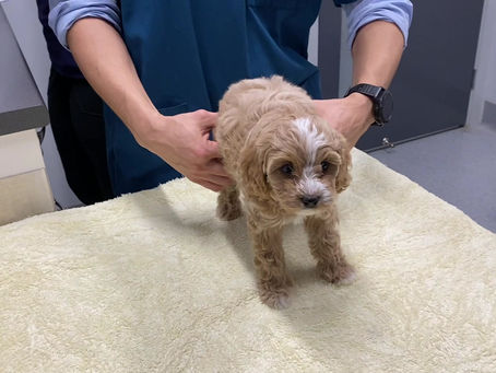 Vaccination, microchip and vet check!