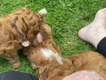 A little recall training!