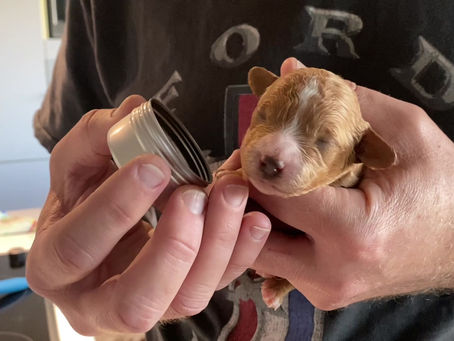 Sonny & Cher Day 6 ENS and ESI