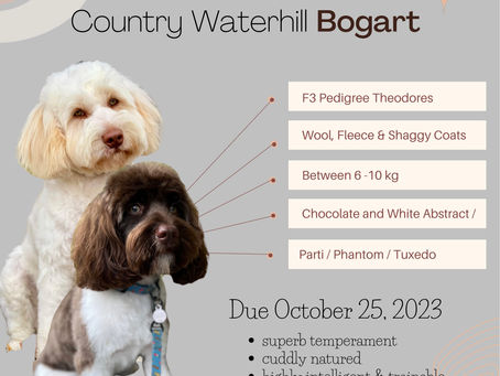 Pregnancy Confirmed for Sundae and Bogie!