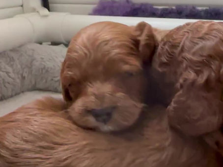 Now that we can see a little, we are starting to walk and recognise each other 🥰