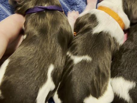 Welcome to the world, little ones! 🍫🤍