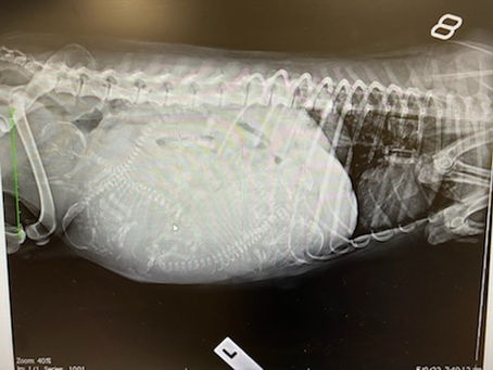 4 puppies ready to go!