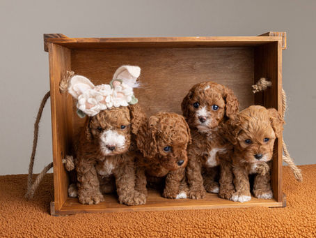 Bittersweet Goodbyes: Lucy’s Puppies Head Home