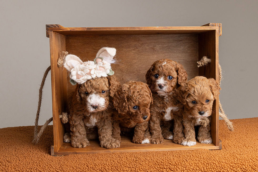 Bittersweet Goodbyes: Lucy’s Puppies Head Home