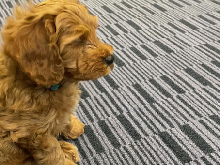 Today we listened to musical instruments in an orchestra, and this is too cute not to share!