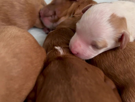 Lucy’s puppies have started their Early Neurological Stimulation exercises and Early Scent Introduction!