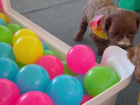 Ball pit adventures!